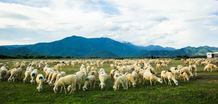 Chăn nuôi cừu ở Ninh Thuận